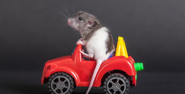 Shoo it yourself: When mice invade, you can repel